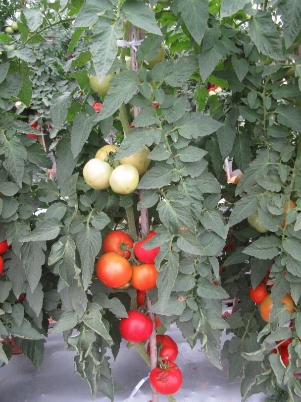 Beef Tomato (TO618） suppliers