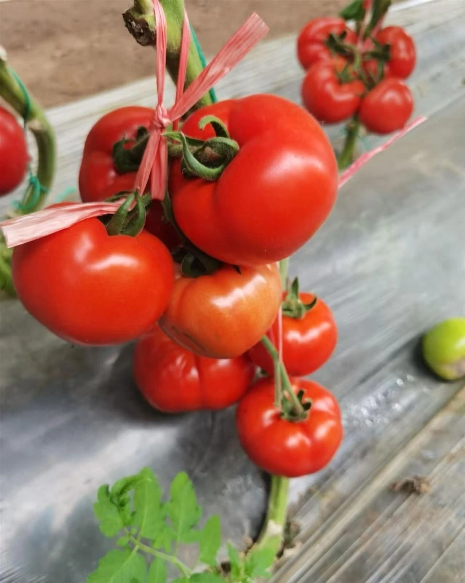 Beef Tomato (TO90） suppliers