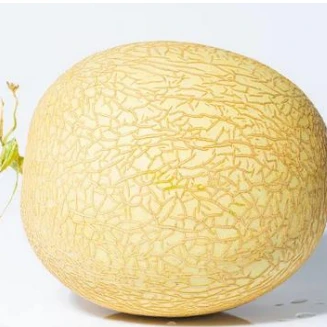 Hite Skin Green Flesh Hybrid Melon Seeds ME-095