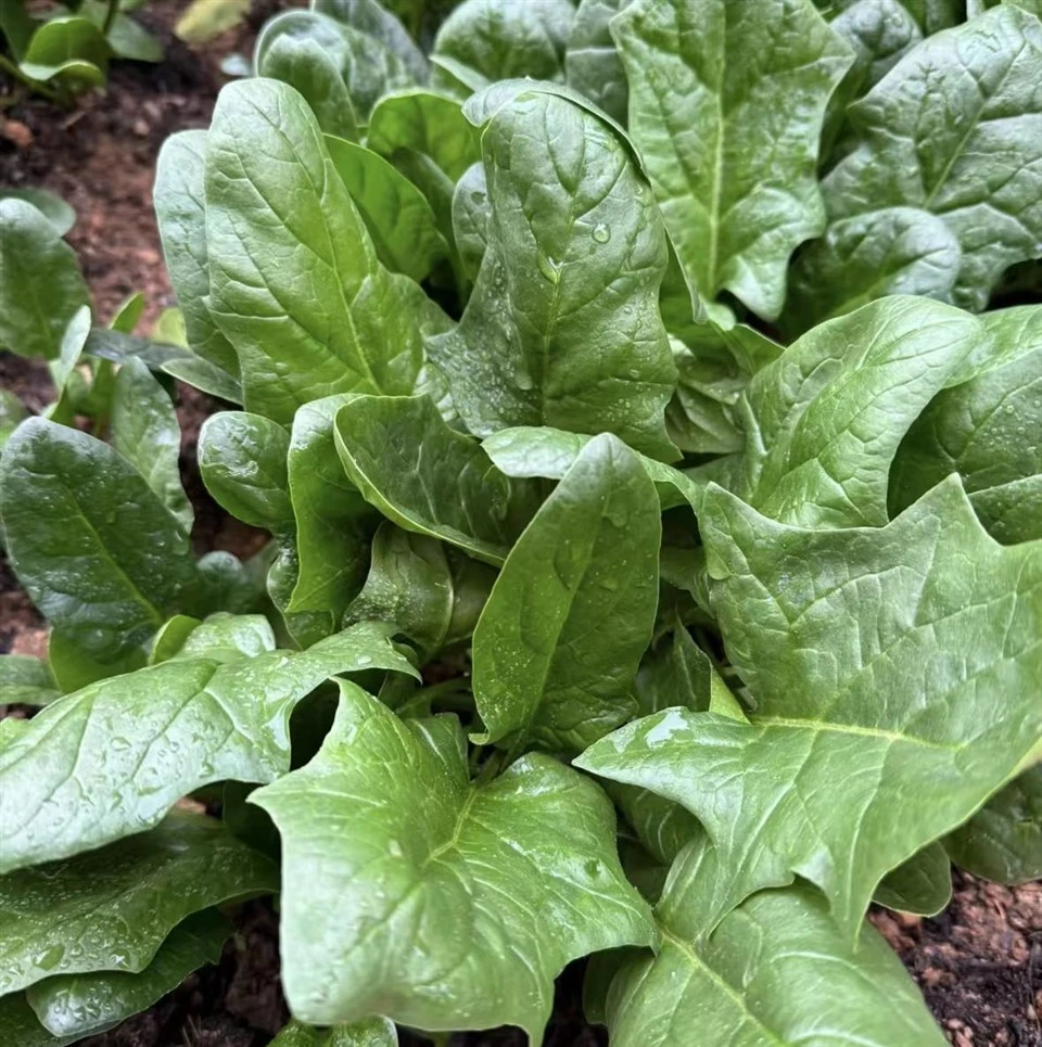 Organic Spinach(SP-20) factory