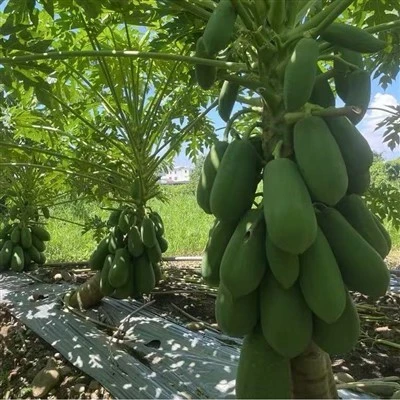 ریڈ لیڈی پپیتا کے بیج